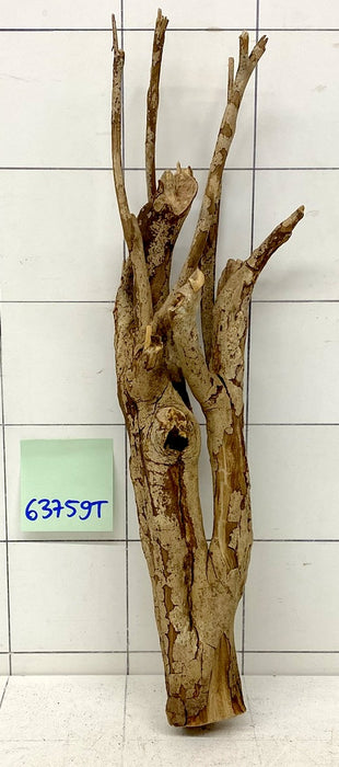 63759T Talawa Wurzel Holz