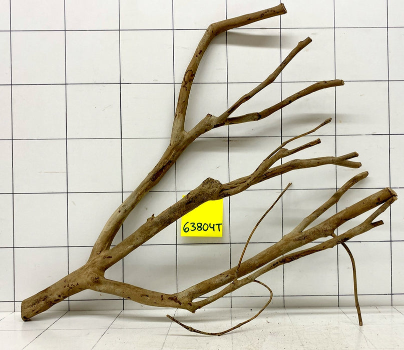 63804T Talawa Wurzel Holz