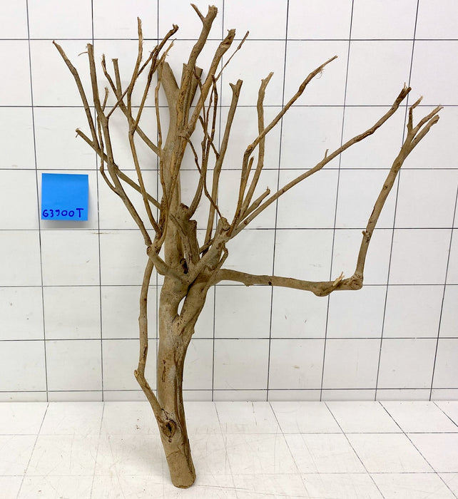 63900T Talawa Wurzel Holz