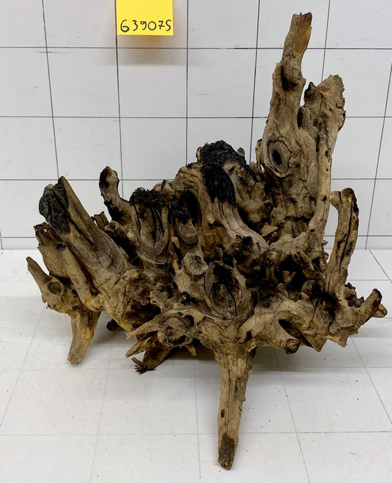 63907S Samoa Wurzel Holz