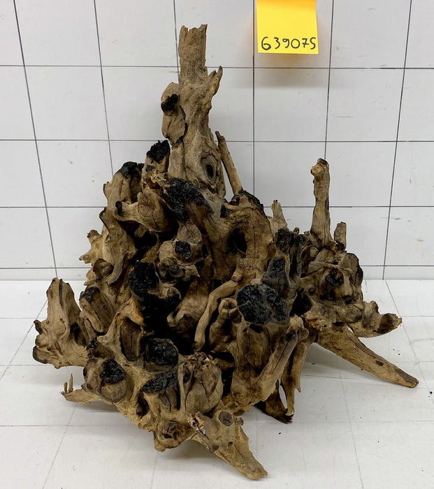 63907S Samoa Wurzel Holz