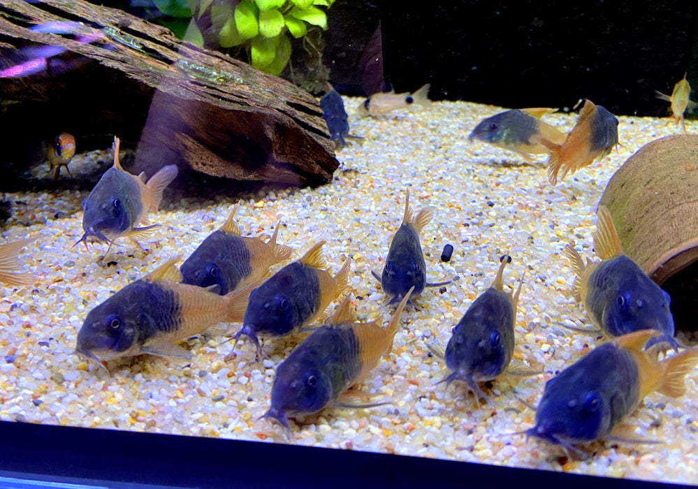 CW217 Rio Tomo Panzerwels - Hoplisoma sp. aff. concolor Rio Tomo CW217