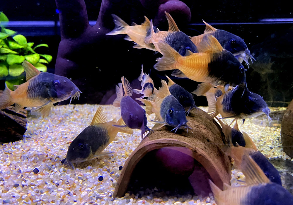 CW217 Rio Tomo Panzerwels - Hoplisoma sp. aff. concolor Rio Tomo CW217