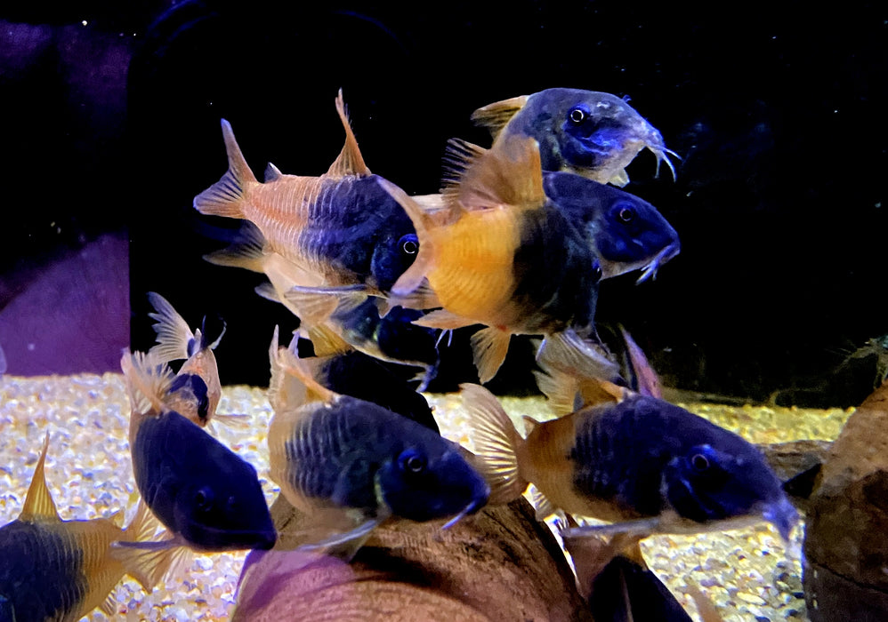 CW217 Rio Tomo Panzerwels - Hoplisoma sp. aff. concolor Rio Tomo CW217