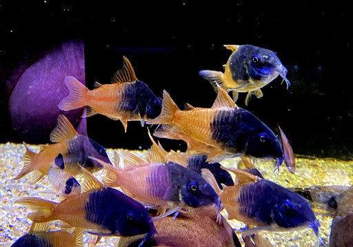 CW217 Rio Tomo Panzerwels - Hoplisoma sp. aff. concolor Rio Tomo CW217