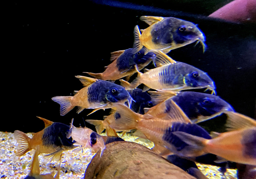 CW217 Rio Tomo Panzerwels - Hoplisoma sp. aff. concolor Rio Tomo CW217