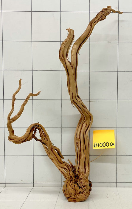 64000Cu - Curlwood Wurzel Holz