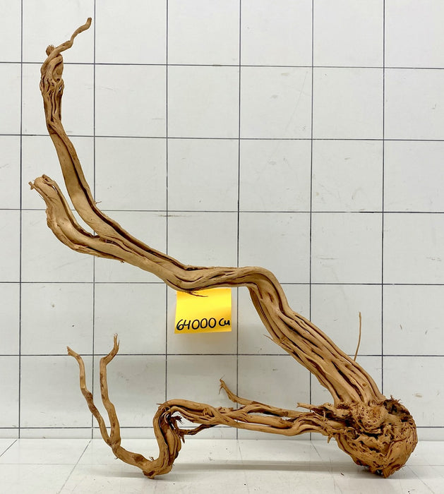 64000Cu - Curlwood Wurzel Holz