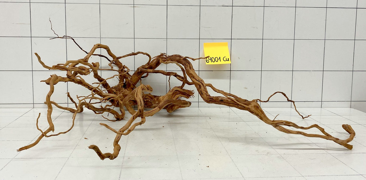64001Cu - Curlwood Wurzel Holz
