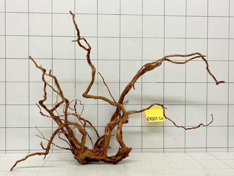 64001Cu - Curlwood Wurzel Holz