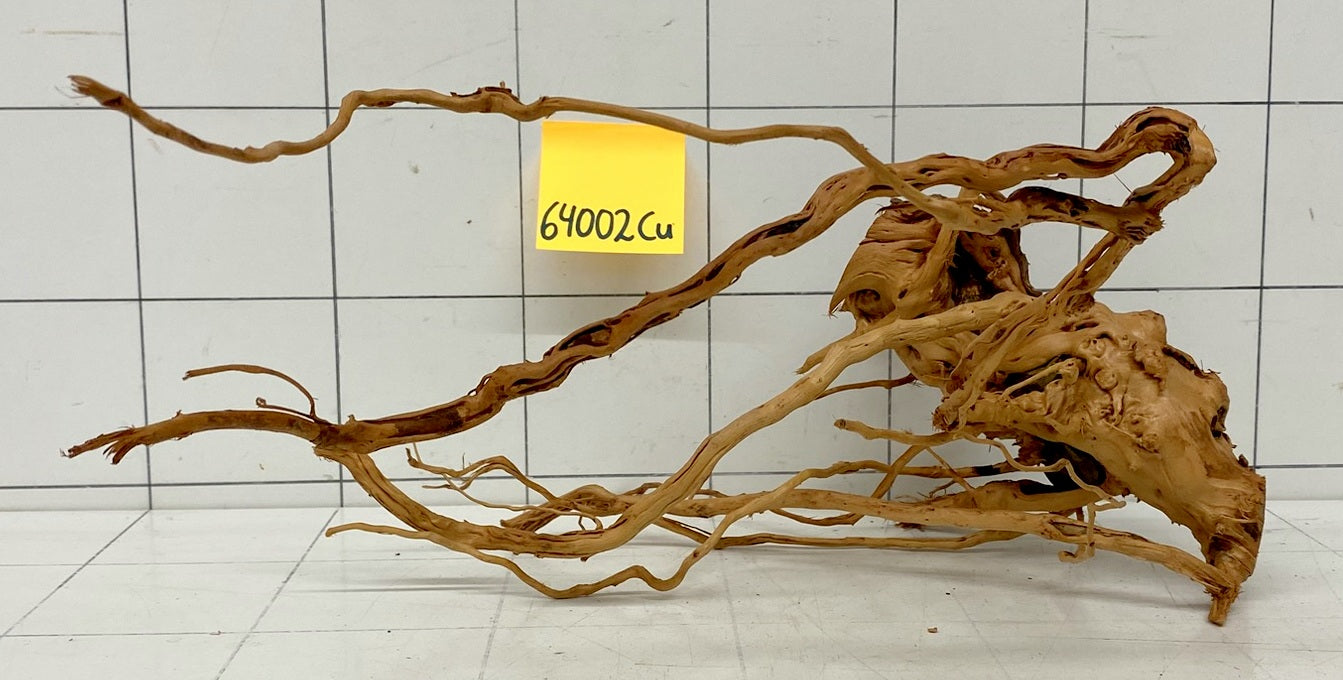 64002Cu - Curlwood Wurzel Holz