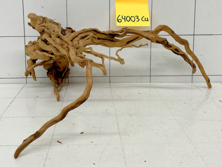64003Cu - Curlwood Wurzel Holz