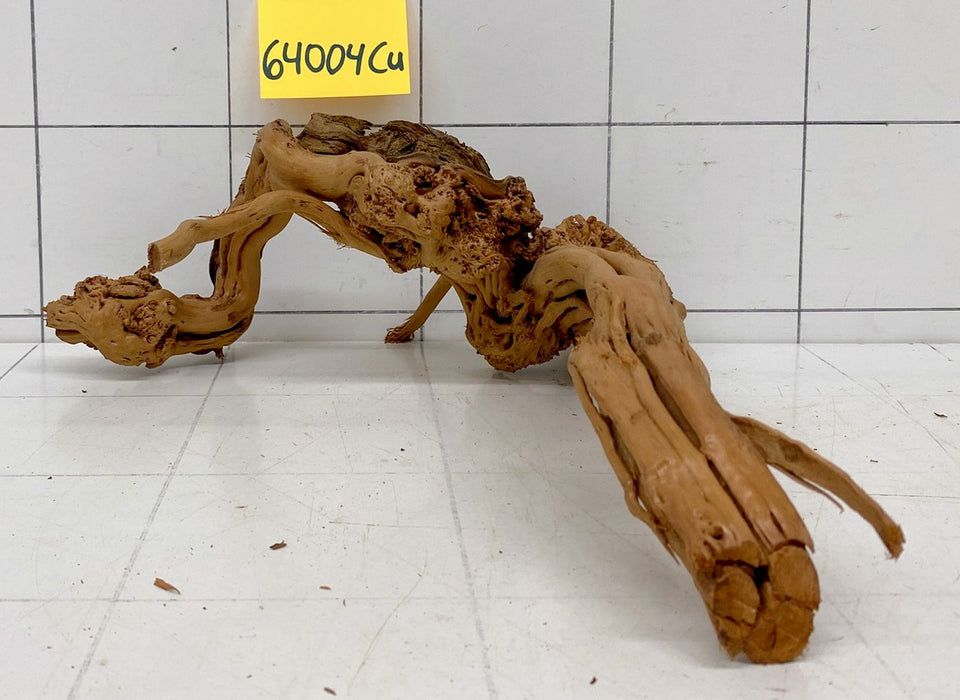 64004Cu - Curlwood Wurzel Holz
