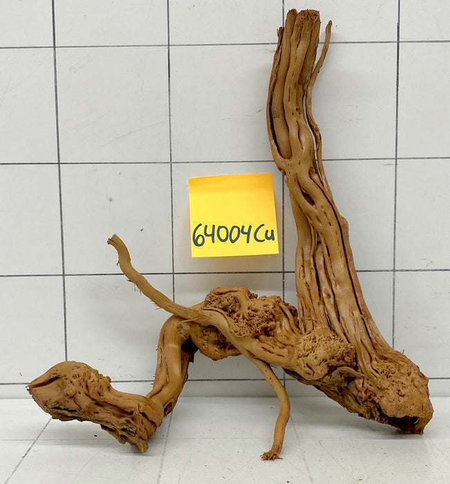 64004Cu - Curlwood Wurzel Holz