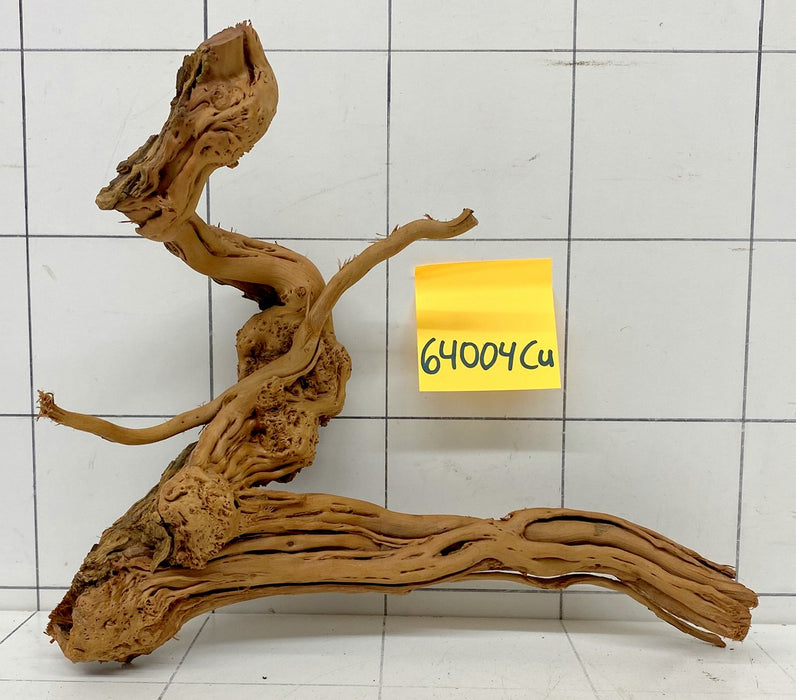 64004Cu - Curlwood Wurzel Holz