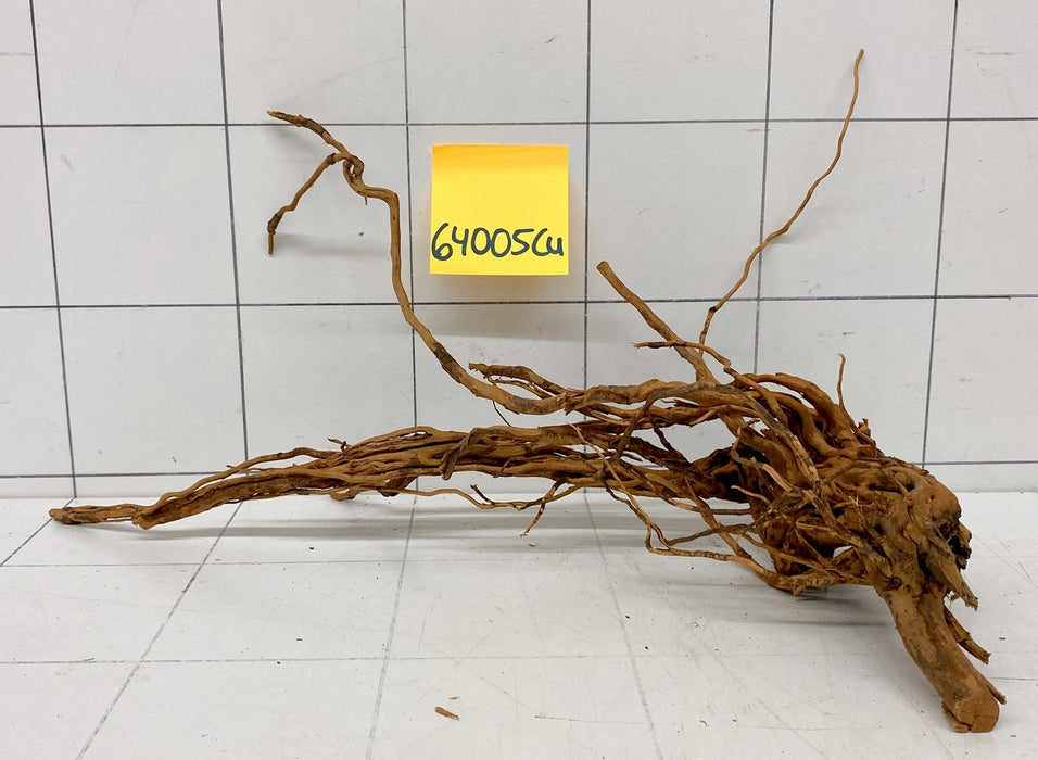 64005Cu - Curlwood Wurzel Holz