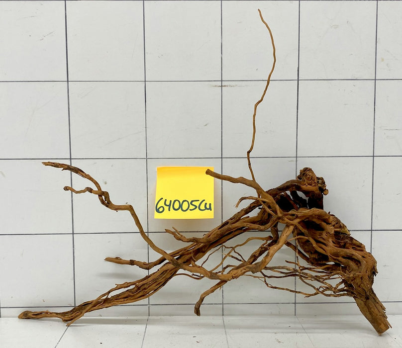 64005Cu - Curlwood Wurzel Holz