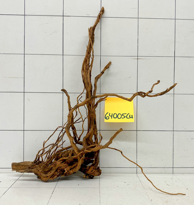 64005Cu - Curlwood Wurzel Holz