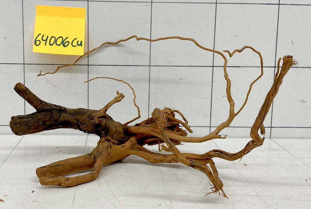 64006Cu - Curlwood Wurzel Holz