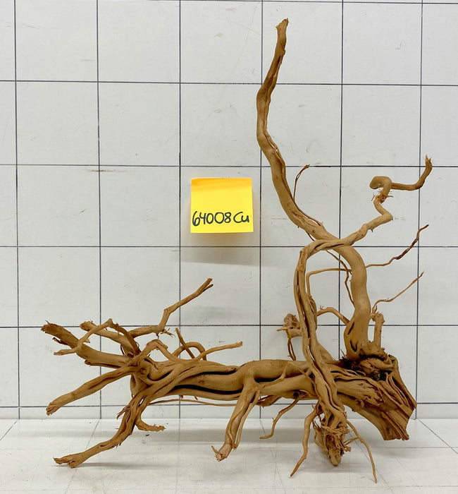 64008Cu - Curlwood Wurzel Holz