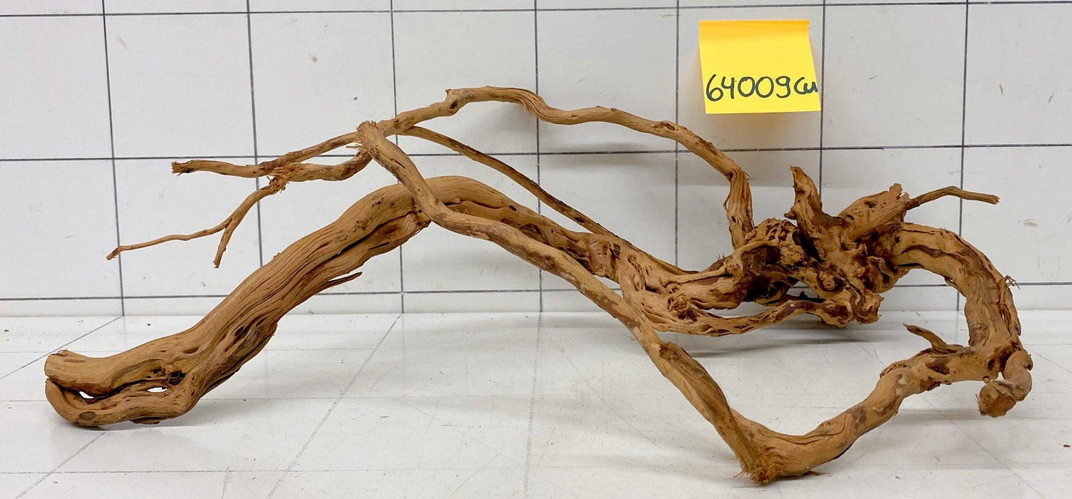 64009Cu - Curlwood Wurzel Holz