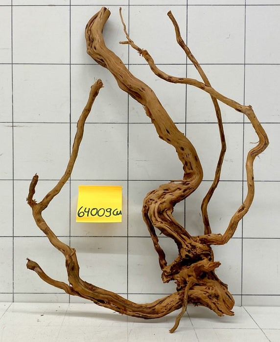 64009Cu - Curlwood Wurzel Holz