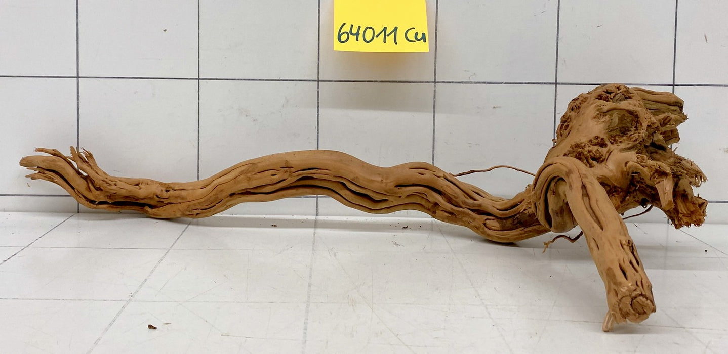 64011Cu - Curlwood Wurzel Holz
