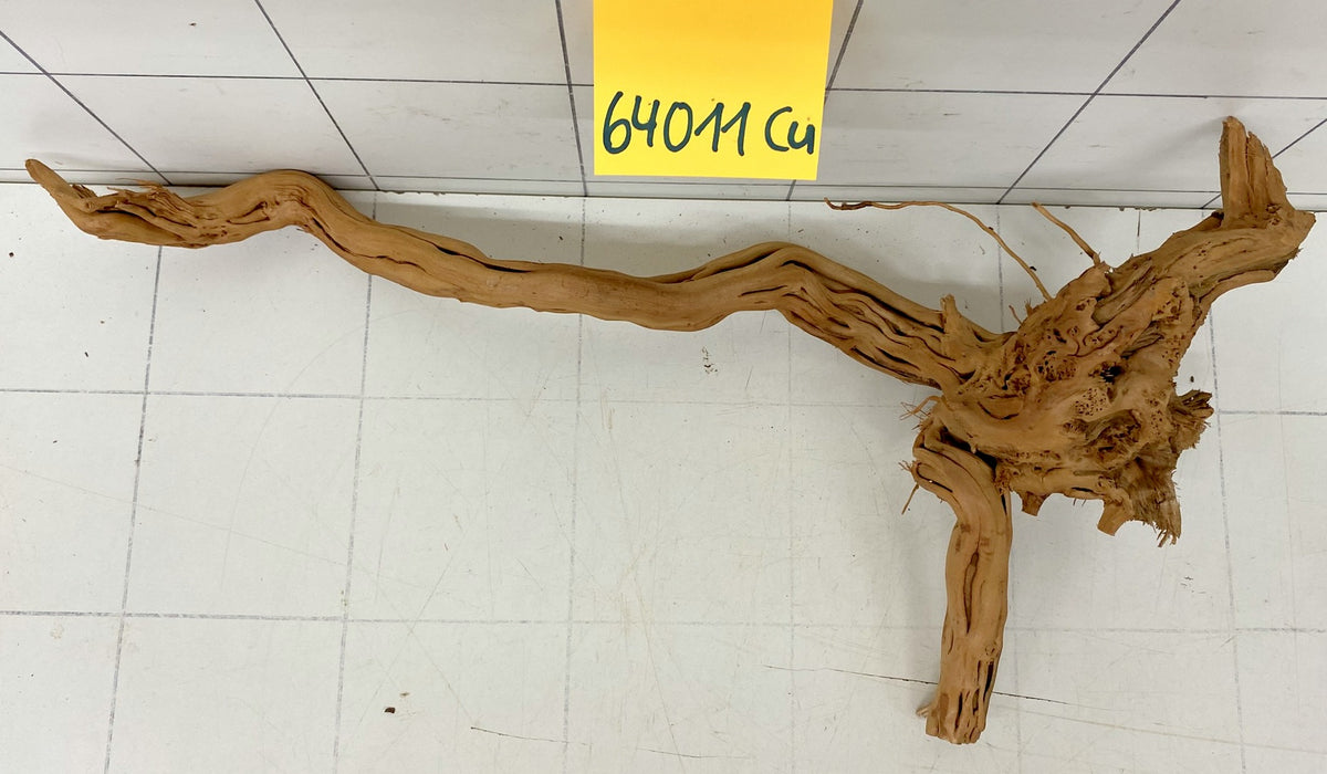 64011Cu - Curlwood Wurzel Holz