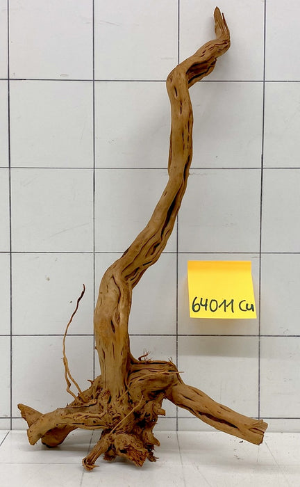 64011Cu - Curlwood Wurzel Holz