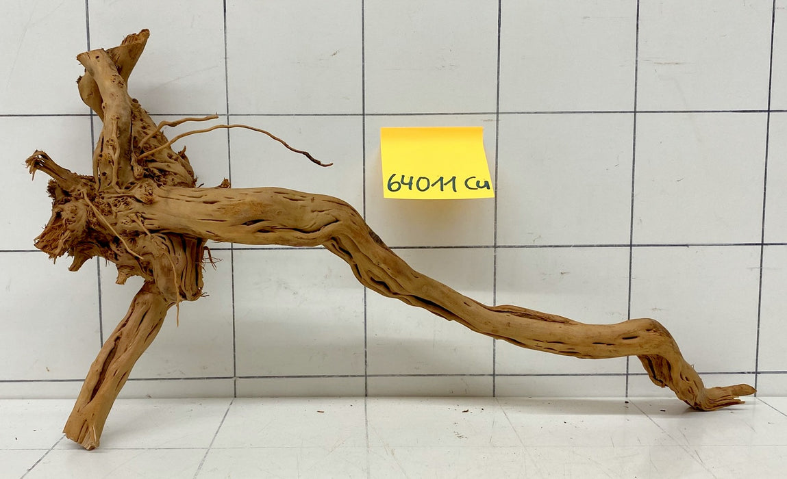64011Cu - Curlwood Wurzel Holz