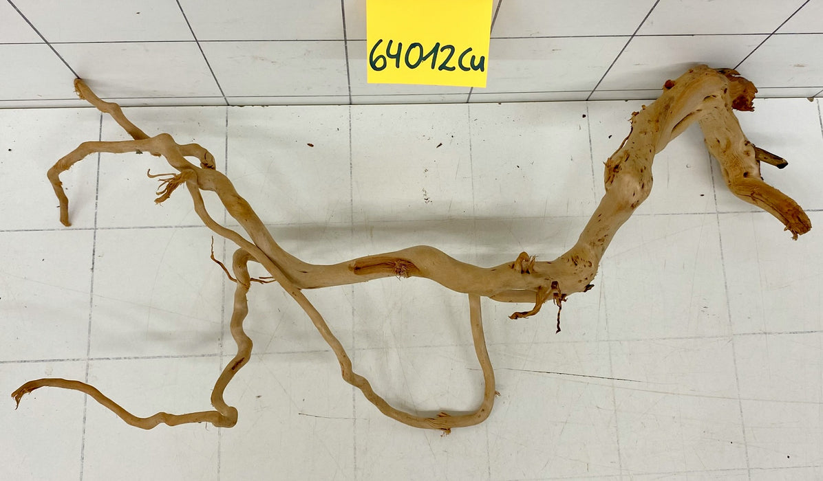 64012Cu - Curlwood Wurzel Holz