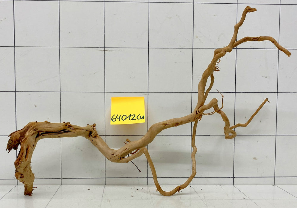 64012Cu - Curlwood Wurzel Holz