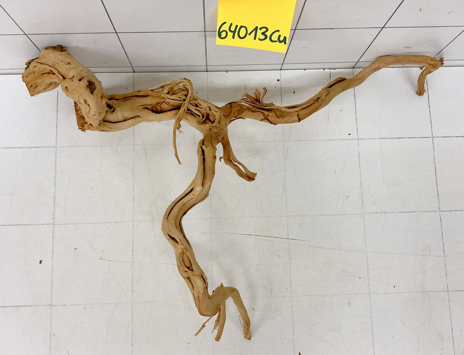 64013Cu - Curlwood Wurzel Holz
