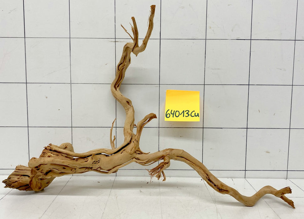 64013Cu - Curlwood Wurzel Holz