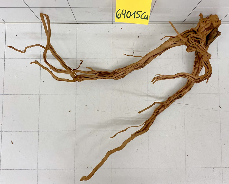 64015Cu - Curlwood Wurzel Holz