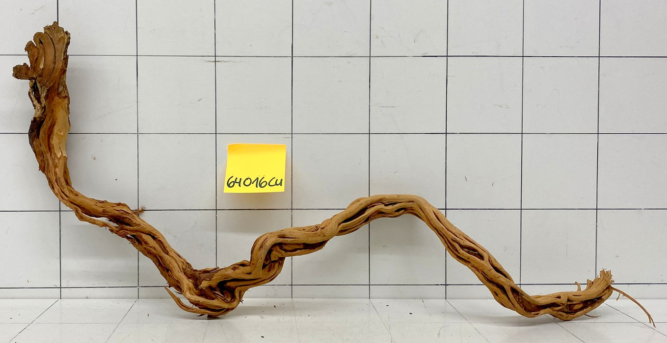 64016Cu - Curlwood Wurzel Holz