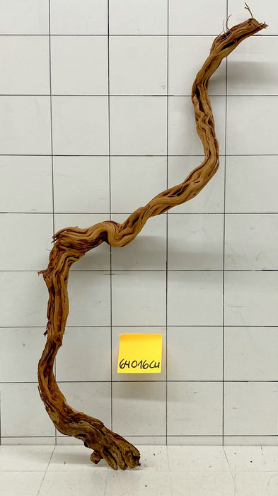 64016Cu - Curlwood Wurzel Holz