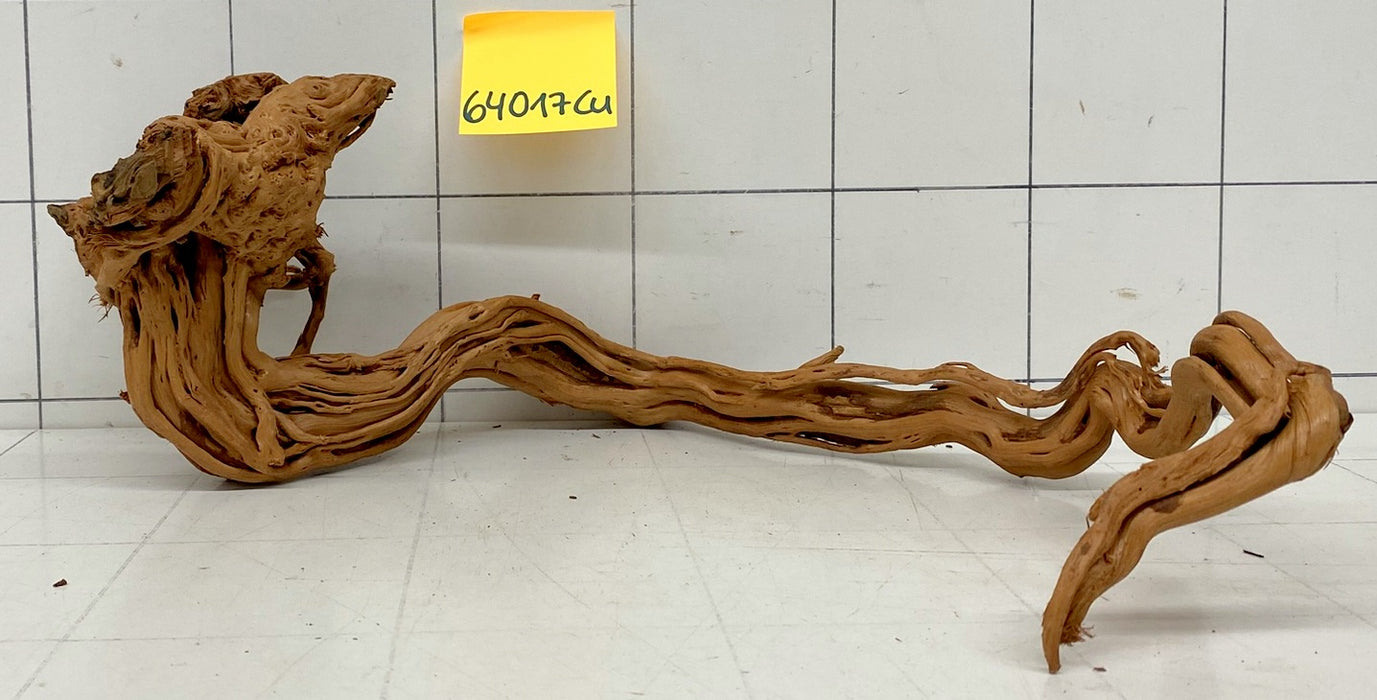 64017Cu - Curlwood Wurzel Holz