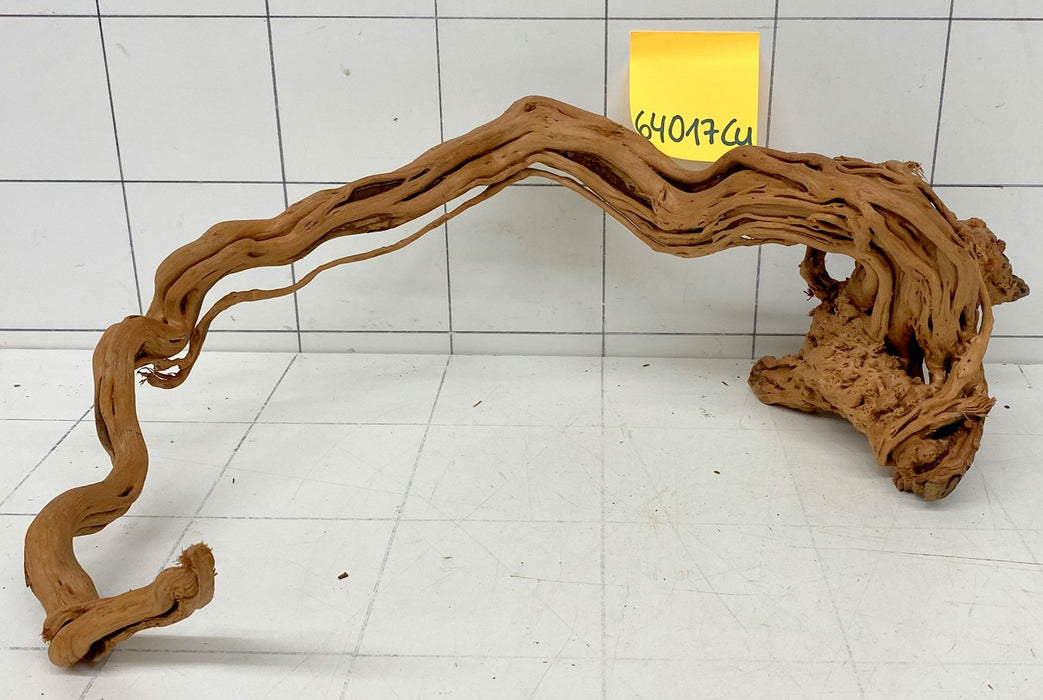 64017Cu - Curlwood Wurzel Holz