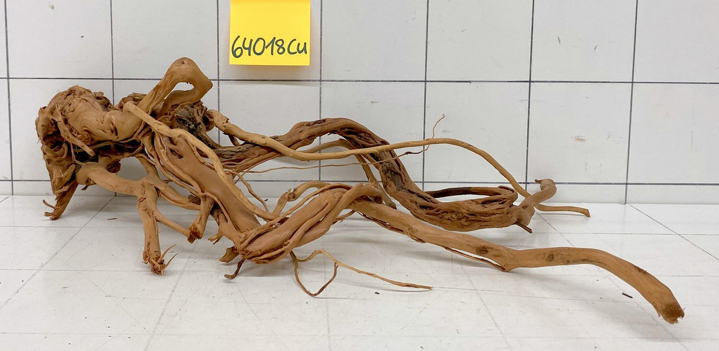 64018Cu - Curlwood Wurzel Holz