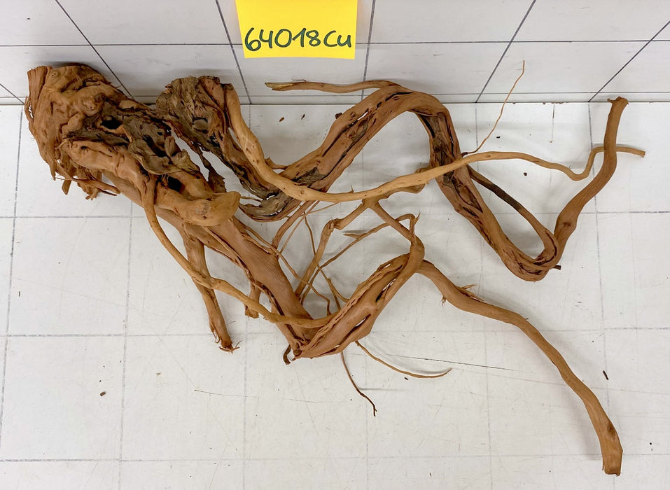 64018Cu - Curlwood Wurzel Holz