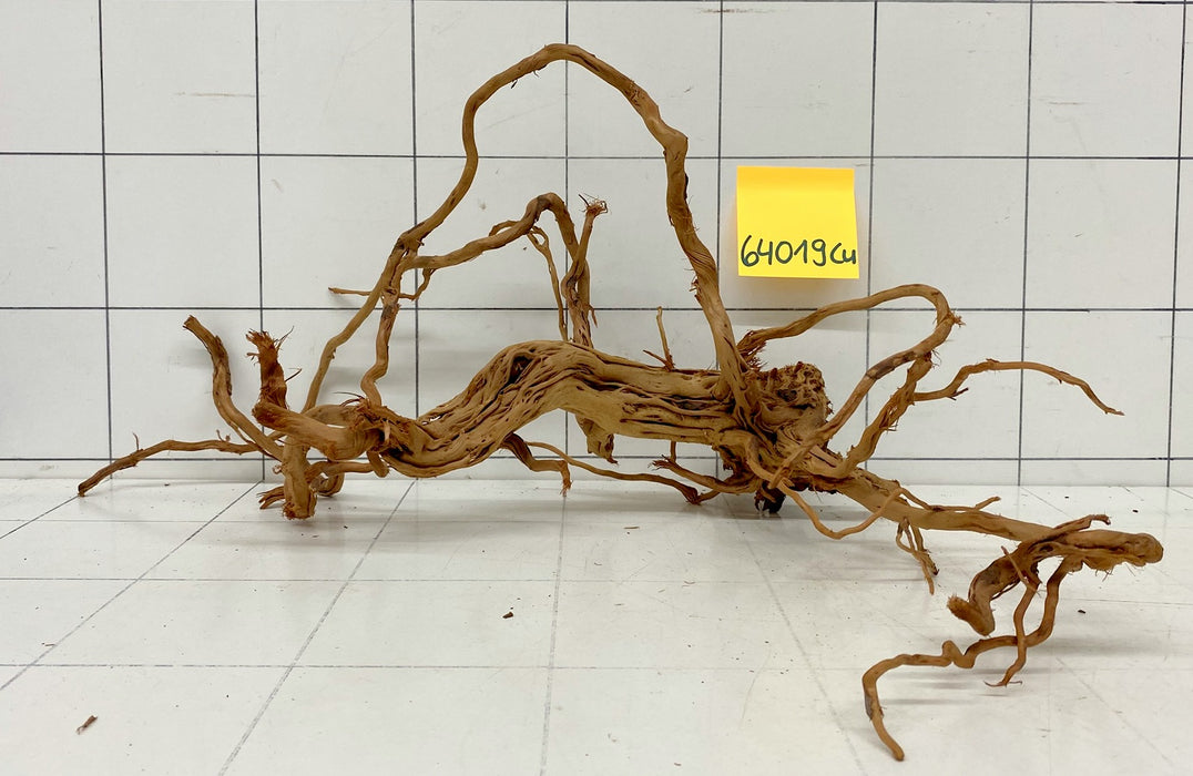 64019Cu - Curlwood Wurzel Holz