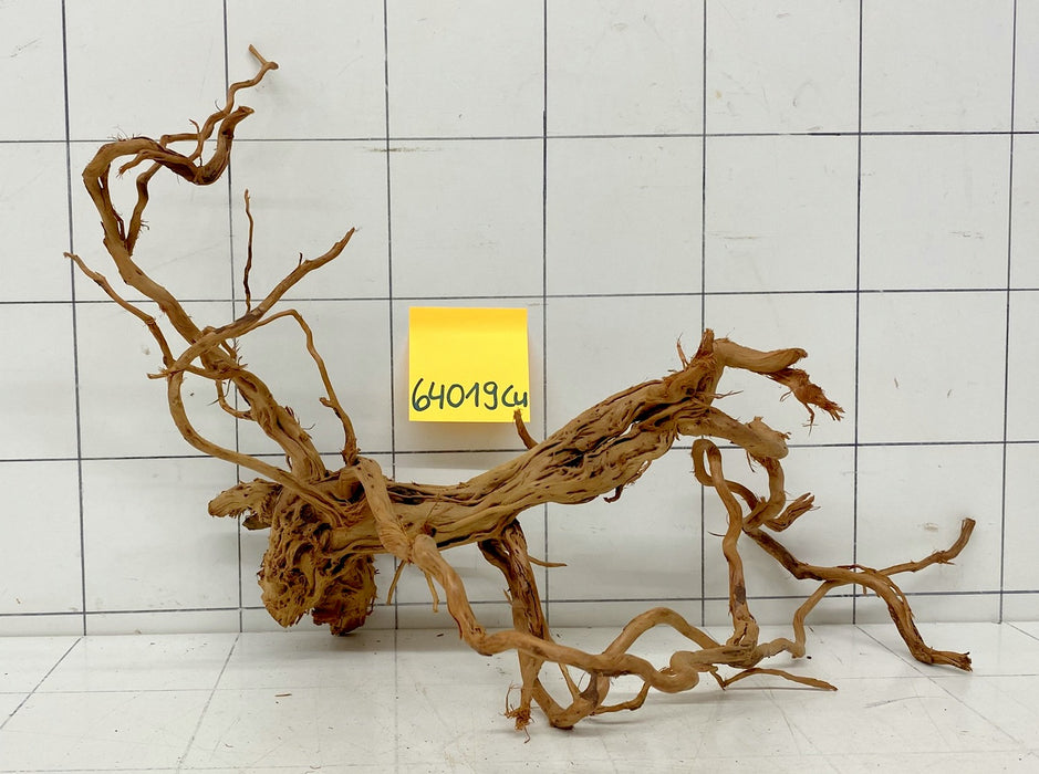 64019Cu - Curlwood Wurzel Holz