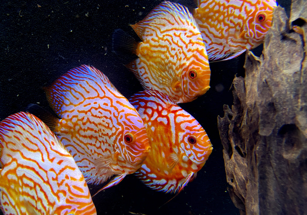 Diskus Pigeon Blood XL Showtiere - Symphysodon aequifasciatus