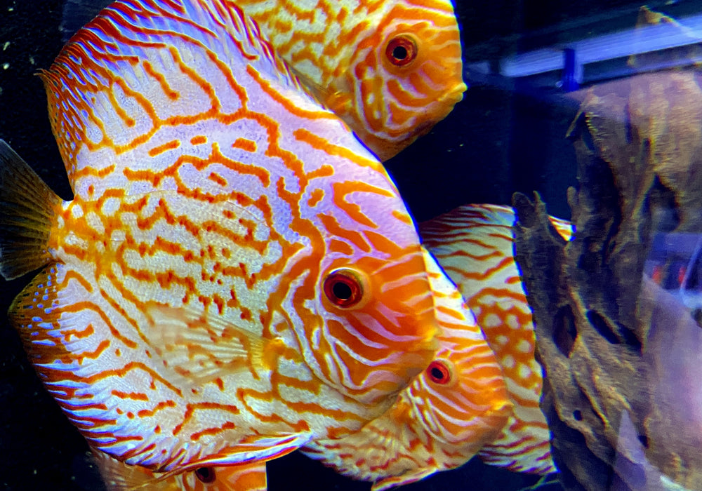 Diskus Pigeon Blood XL Showtiere - Symphysodon aequifasciatus