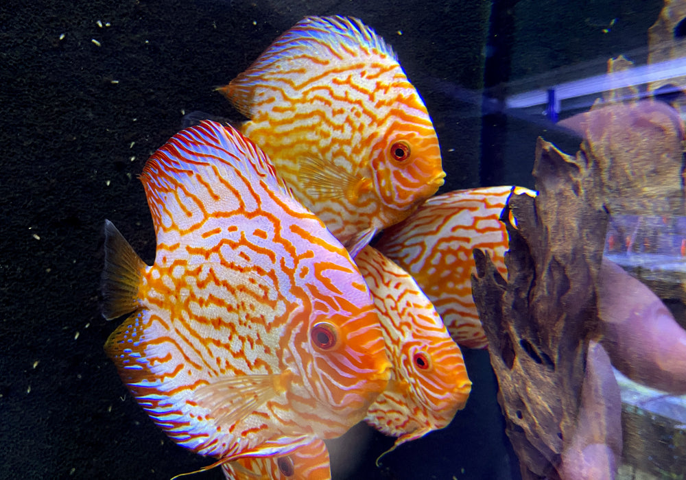 Diskus Pigeon Blood XL Showtiere - Symphysodon aequifasciatus