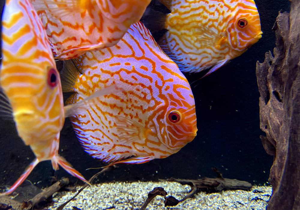 Diskus Pigeon Blood XL Showtiere - Symphysodon aequifasciatus