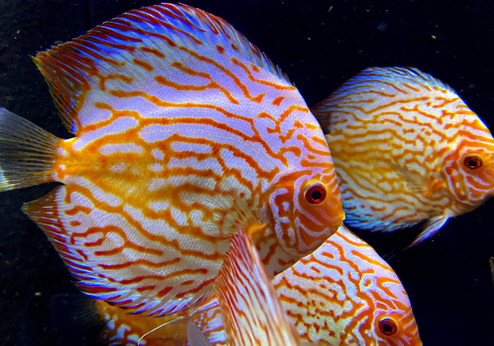 Diskus Pigeon Blood XL Showtiere - Symphysodon aequifasciatus