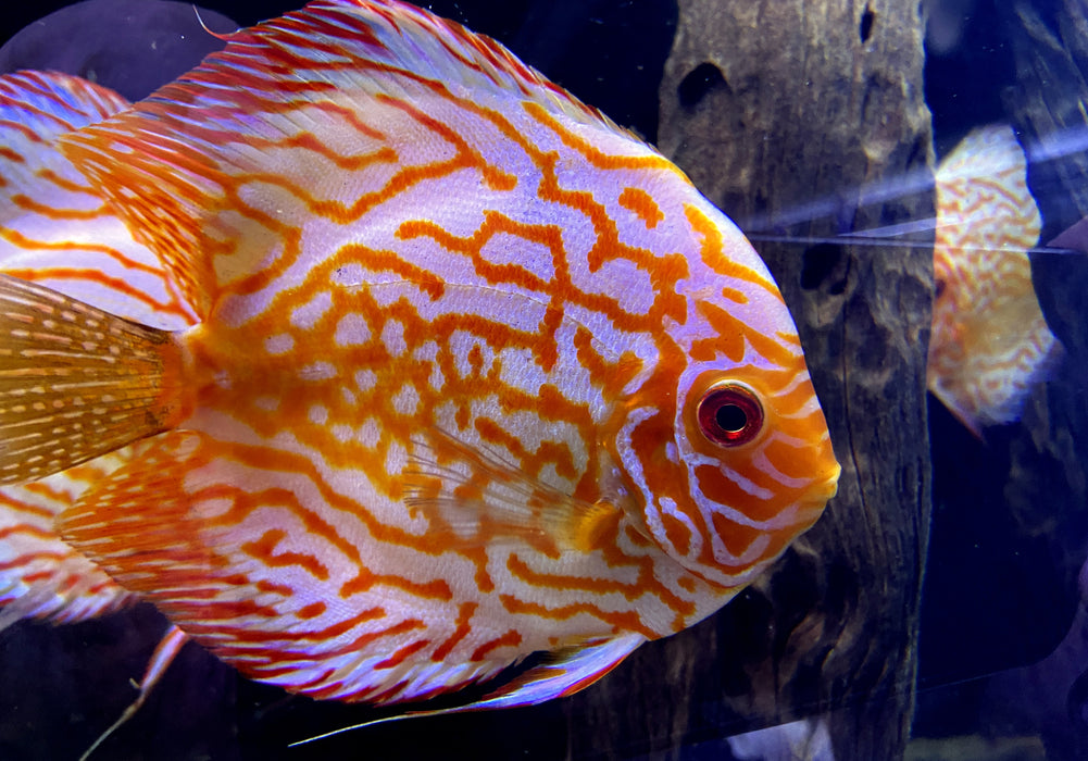 Diskus Pigeon Blood XL Showtiere - Symphysodon aequifasciatus