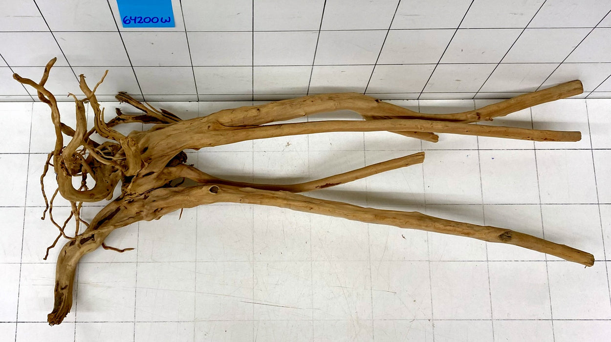 64200W Woodstump Wurzelholz